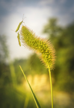 狗尾巴草