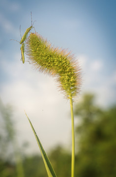 狗尾巴草