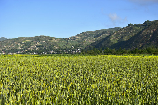 麦田