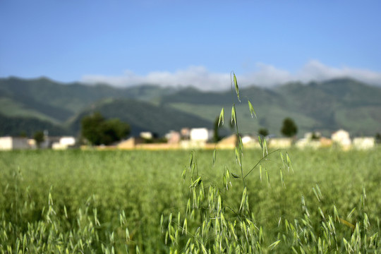 燕麦