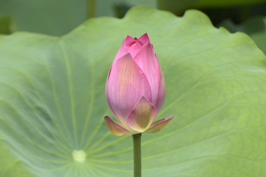 小荷才露尖尖角