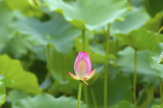 小荷才露尖尖角