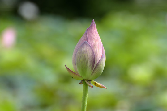 小荷才露尖尖角