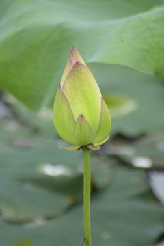 小荷才露尖尖角