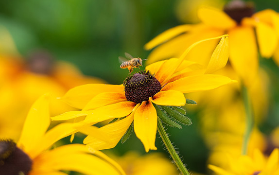 黑心金光菊与蜜蜂