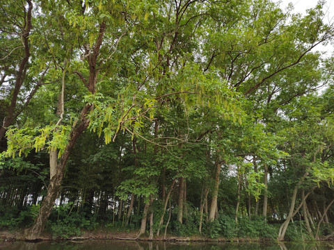 河边茂密的树林