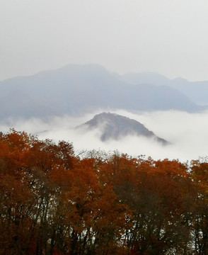 云海拱山枫正红