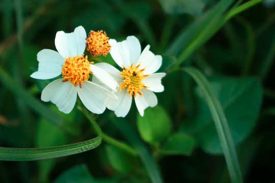 鬼针草白花