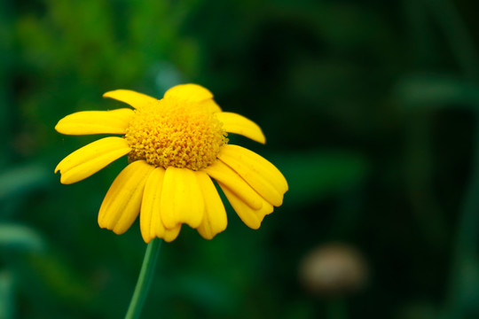 野菊黄花