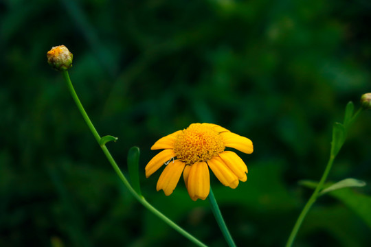 黄野菊花