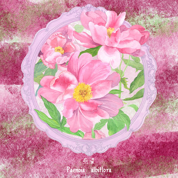 水彩芍藥花