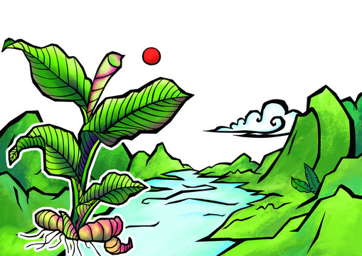廣西旱藕蕉芋特色風(fēng)格插畫