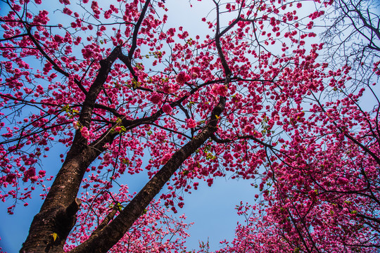 仰拍云南樱花