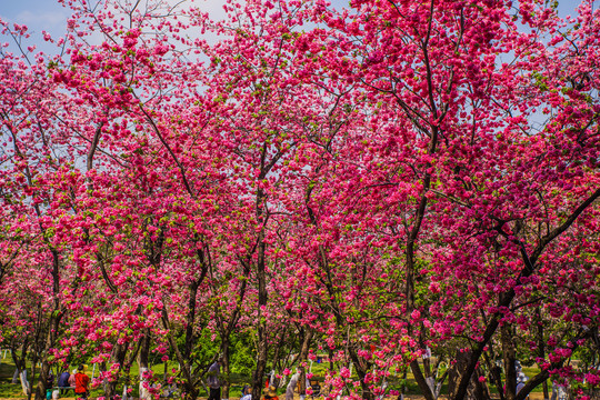 云南樱花树