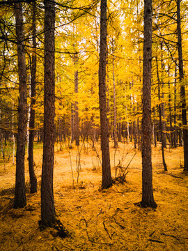 秋季金色森林