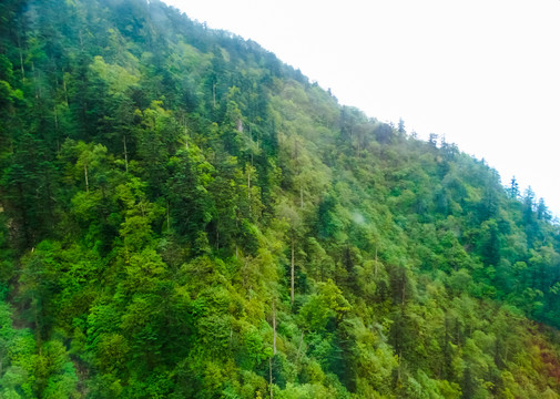 峨眉山森林植被