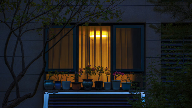 窗帘后的灯光和窗台上的盆花