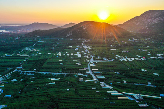 大泽山镇尹家葡萄园