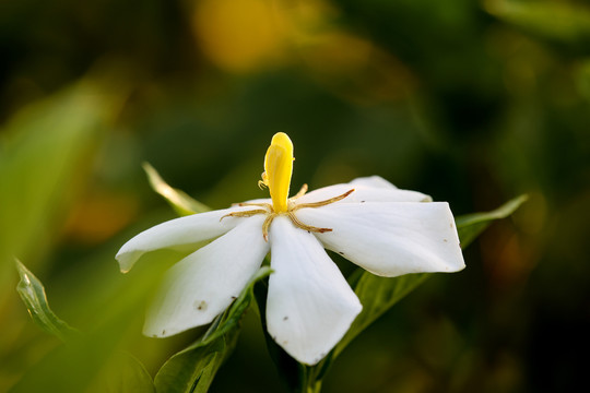 栀子花