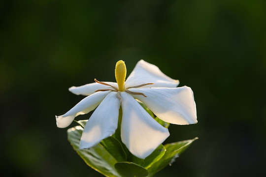 栀子花