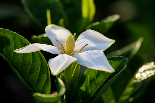 栀子花