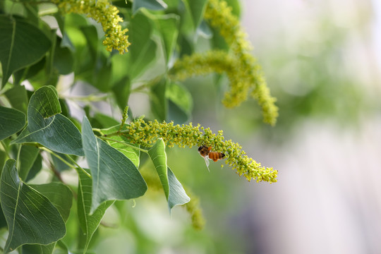 蜜蜂