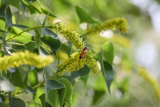 蜜蜂