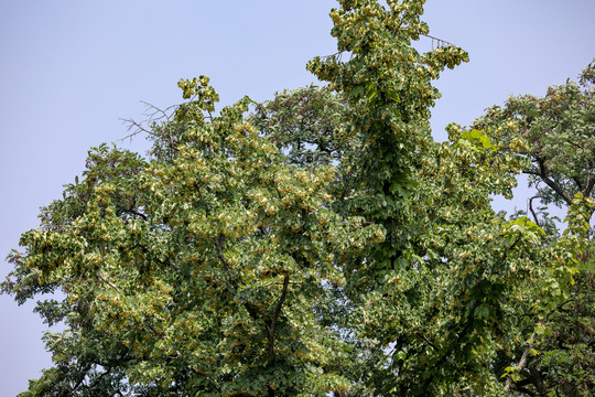 南京椴树花