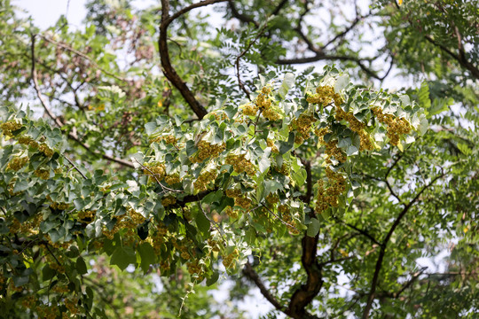 南京椴树花