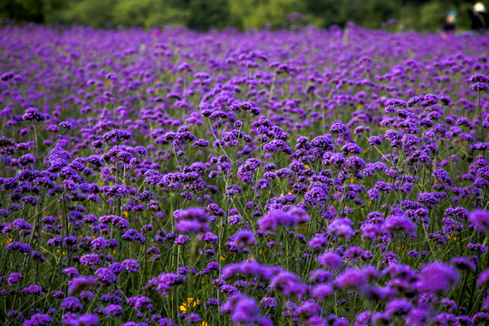 马鞭草花海