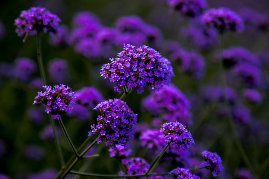 马鞭草花海