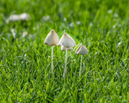 蘑菇野山菌野生菌