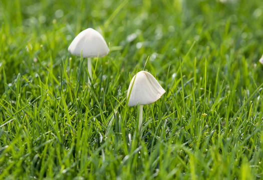 蘑菇野山菌野生菌