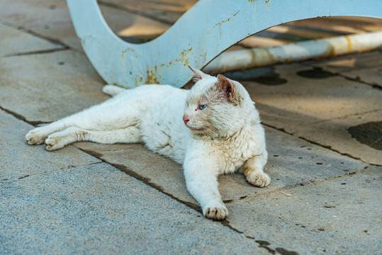 户外的塞尔凯克卷毛猫