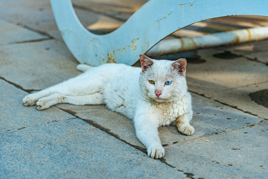 户外的塞尔凯克卷毛猫