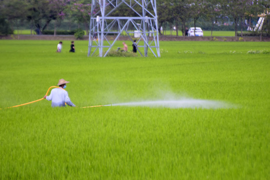 农业水稻