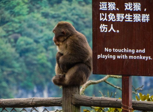 峨眉山藏酋猴