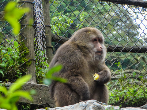 峨眉山藏酋猴