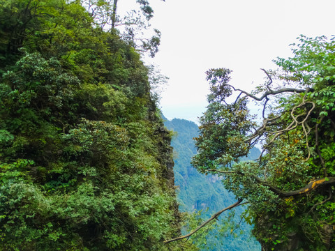 峨眉山森林植被