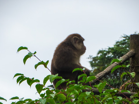 峨眉山藏酋猴