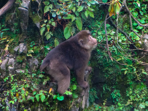 峨眉山藏酋猴