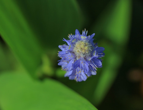 梭鱼草花开