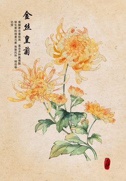 金丝皇菊