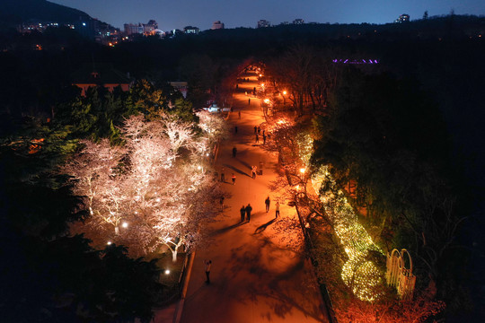 青岛中山公园夜景