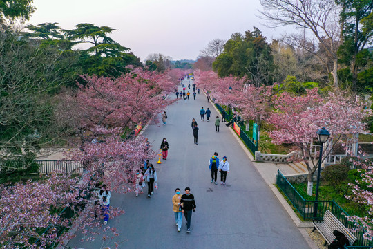 青岛中山公园樱花