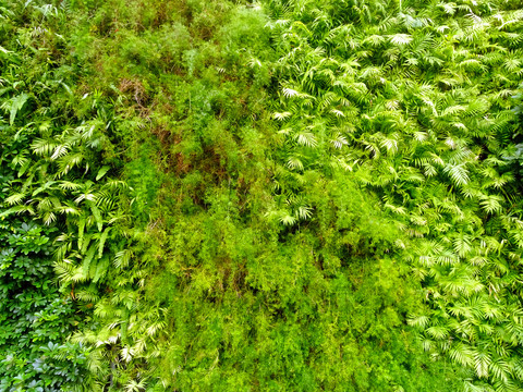 绿植背景