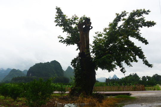 村边古树