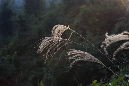 中山福获村五桂山