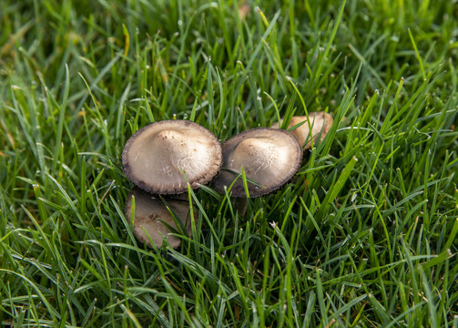 蘑菇野山菌野生菌