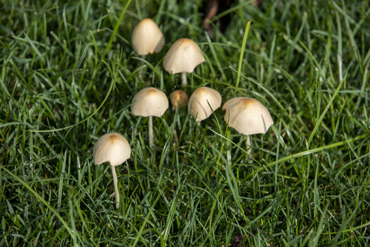 蘑菇野山菌野生菌